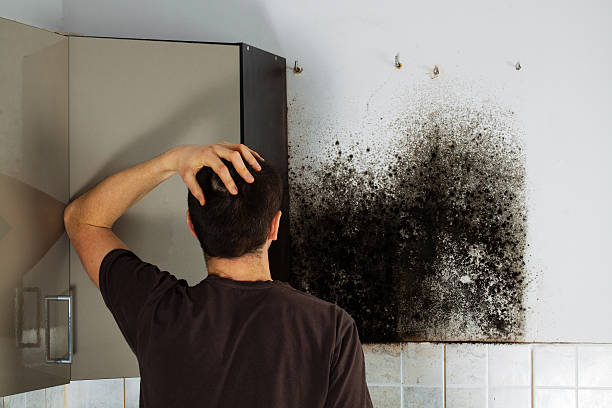 Professional Mold Removal in San Marino, CA